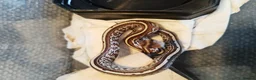 Corn Snake reptiles for sale: Cb 2025 cornsnake hatchlings  - Advert 4