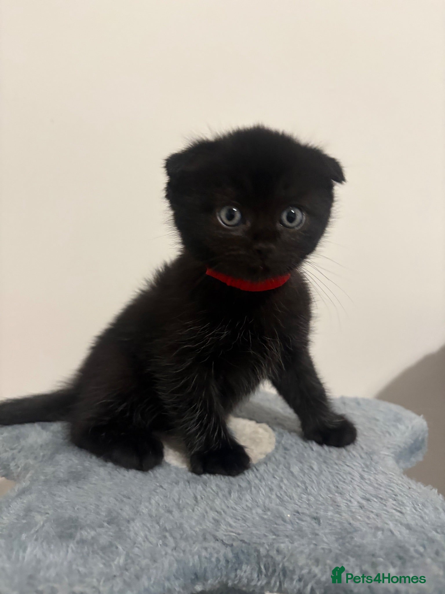 British Longhair cats Ragdoll Cross x BSH/Scottish Fold Kitten - Advert 14