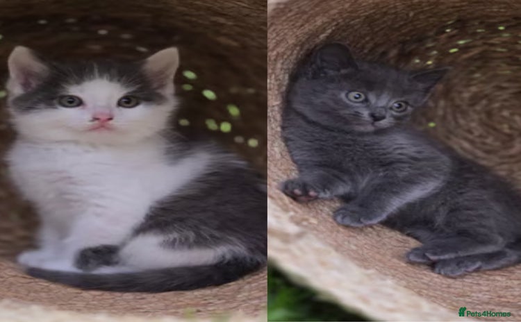 Ragdoll cats - Advert 6