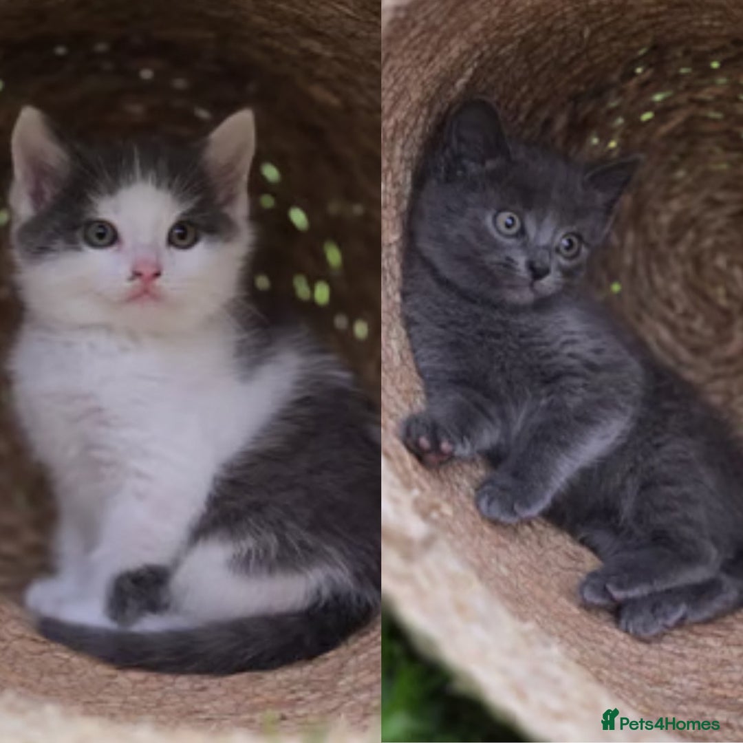 Ragdoll cats for sale: Ragdoll X Maine Coon Kittens  - Image 1