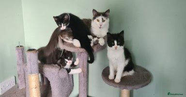 Maine Coon cats - Advert 1
