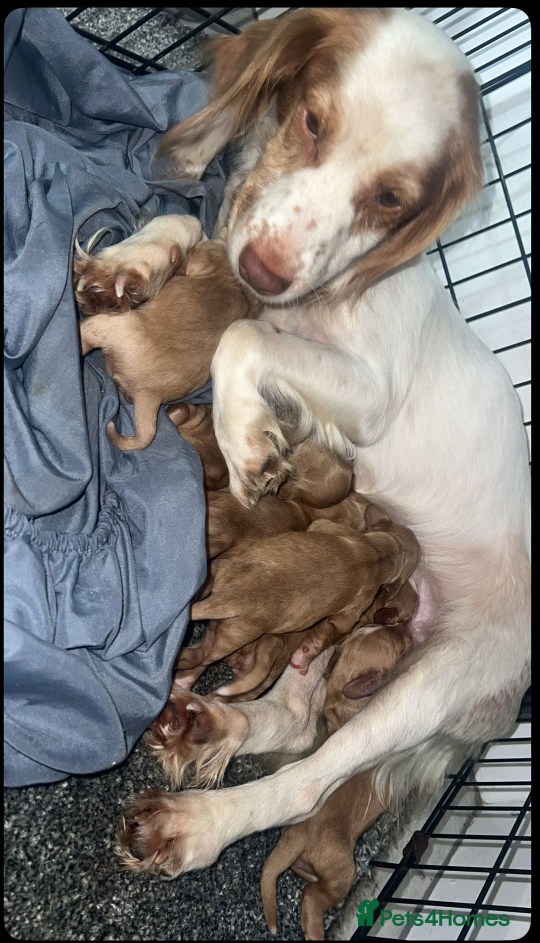 Cocker Spaniel dogs for sale: Gorgeous cocker spaniel puppys - Advert 7