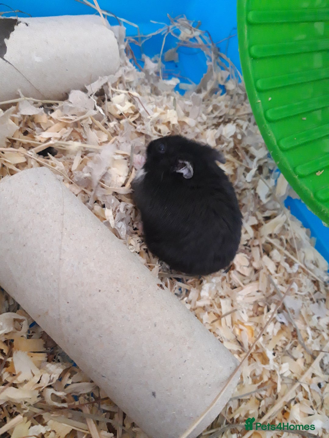 Hamster rodents for sale:  Russian Dwarf baby hamsters in Manchester - Image 5