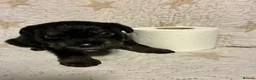 Mixed Breed dogs for sale: Staffypoo’s - Advert 31