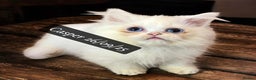 Munchkin cats for sale: Exceptional Quality & Extremely Rare Silver Minuet - Advert 29
