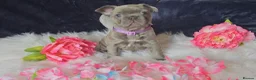 French Bulldog dogs for sale: 🐶💜 KC Registered French Bulldog Puppies - Advert 27