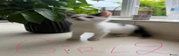 Mixed Breed cats for sale: Four kittens - Advert 10