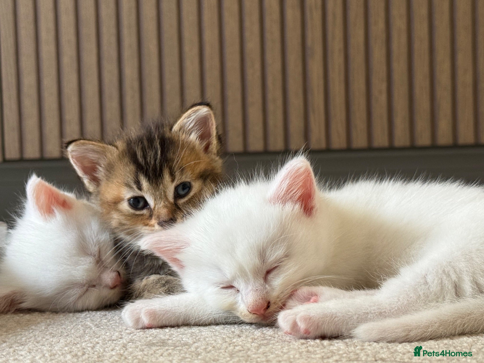 Mixed Breed cats 3 beautiful kittens - Advert 7