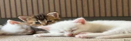 Mixed Breed cats for sale: 3 beautiful kittens in Bristol - Advert 1