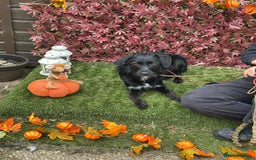 Mixed Breed dogs for adoption: Molly - Image 1