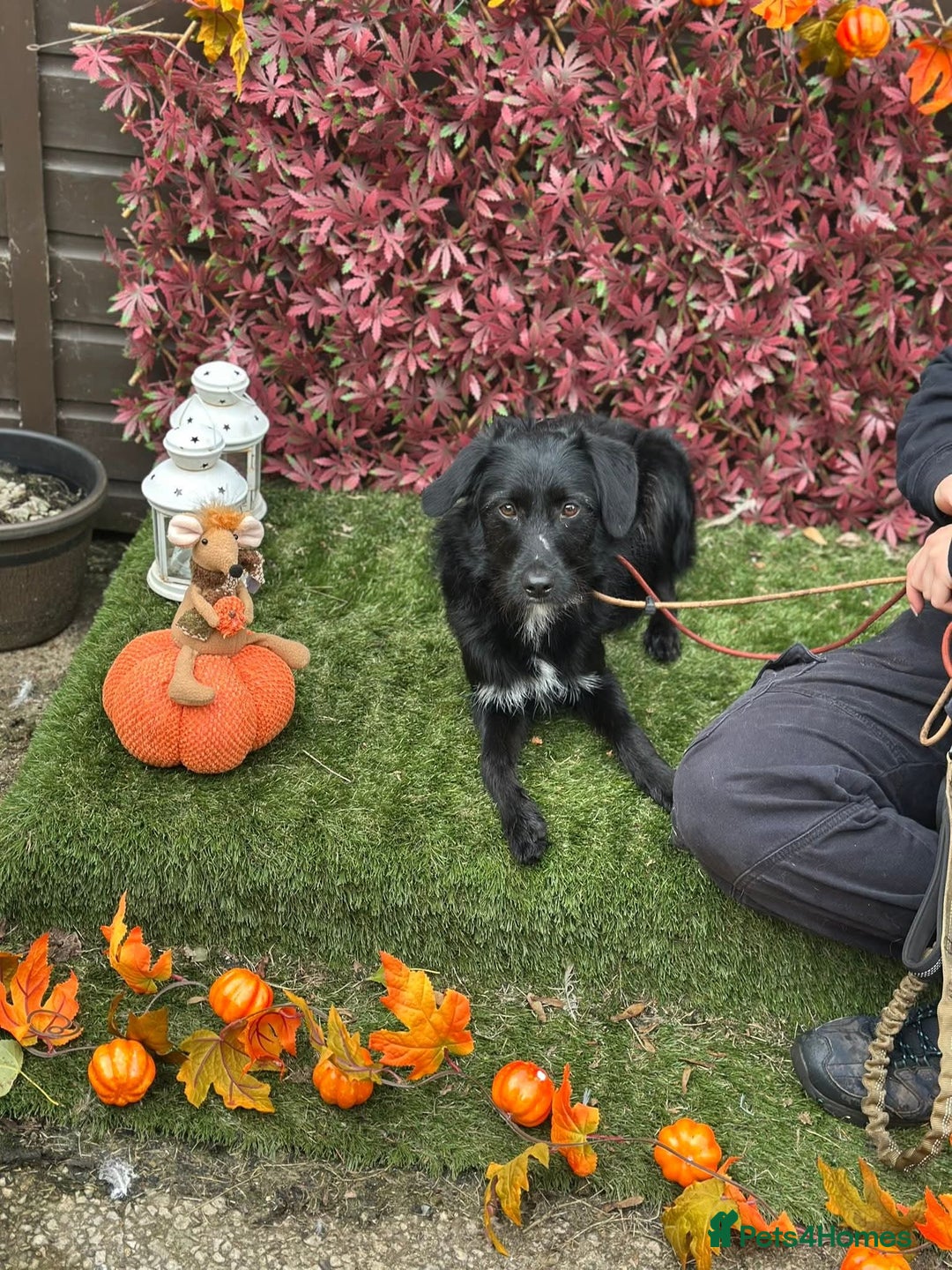 Mixed Breed dogs for adoption: Molly - Image 1