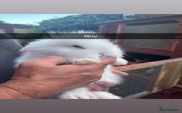 Lionhead rabbits for sale: Gorgeous Lion-head rabbits (ready now) - Image 3