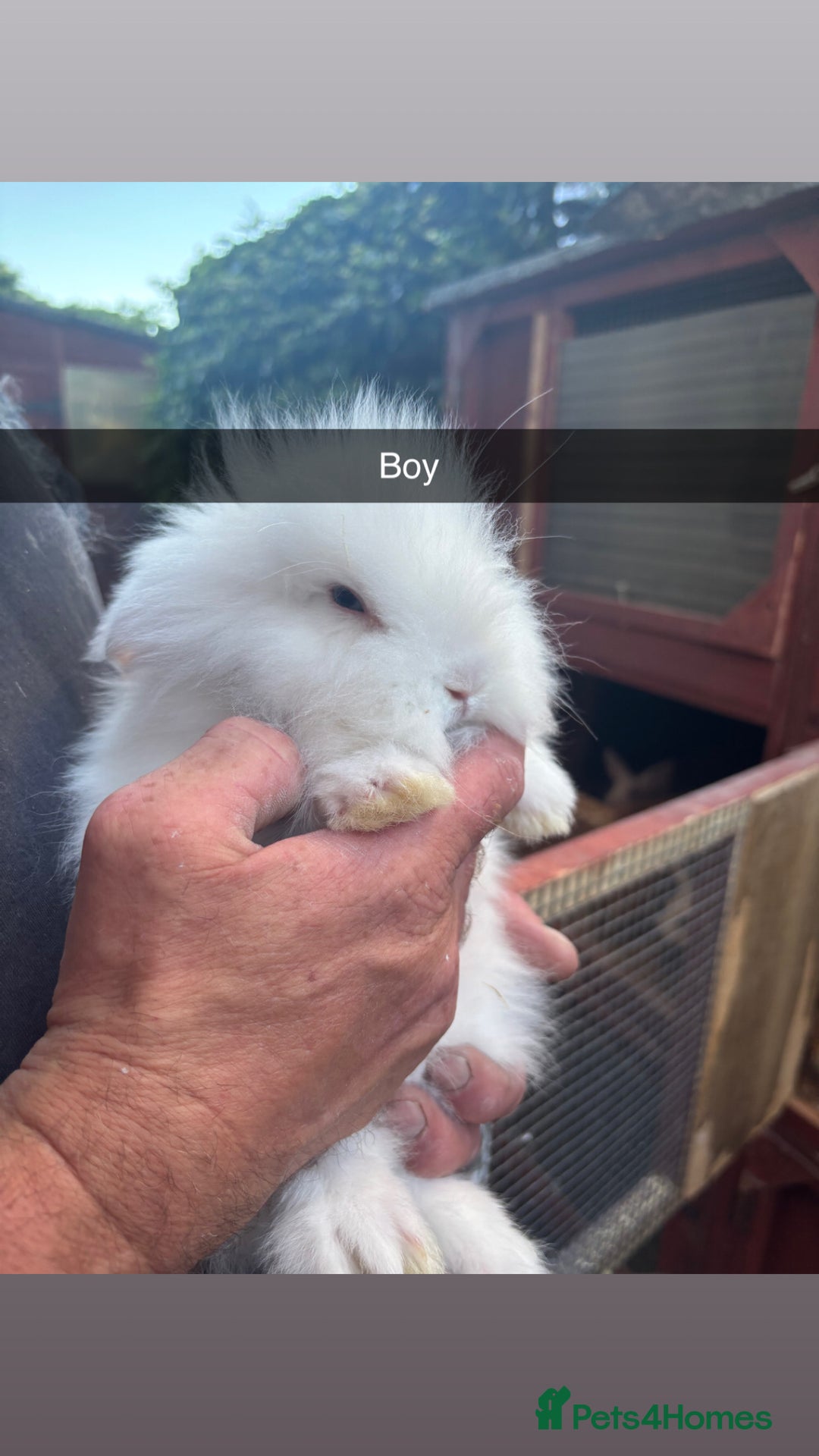 Lionhead rabbits for sale: Gorgeous Lion-head rabbits (ready now) - Image 3