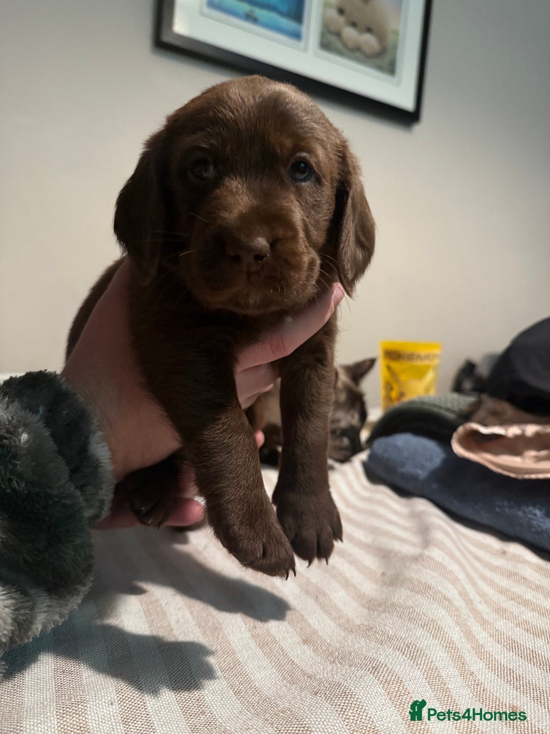 Cockerdor dogs for sale: F1 Cockerador Puppies  - Advert 15