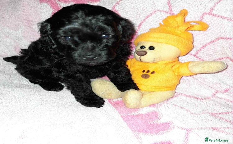 Cockapoo dogs - Advert 7