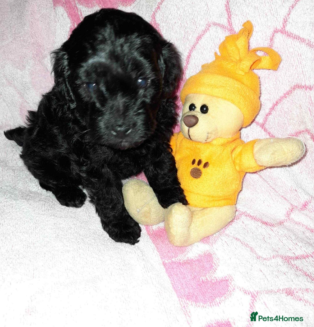 Cockapoo dogs for sale: Gorgeous Cockapoo puppy’s   - Image 15