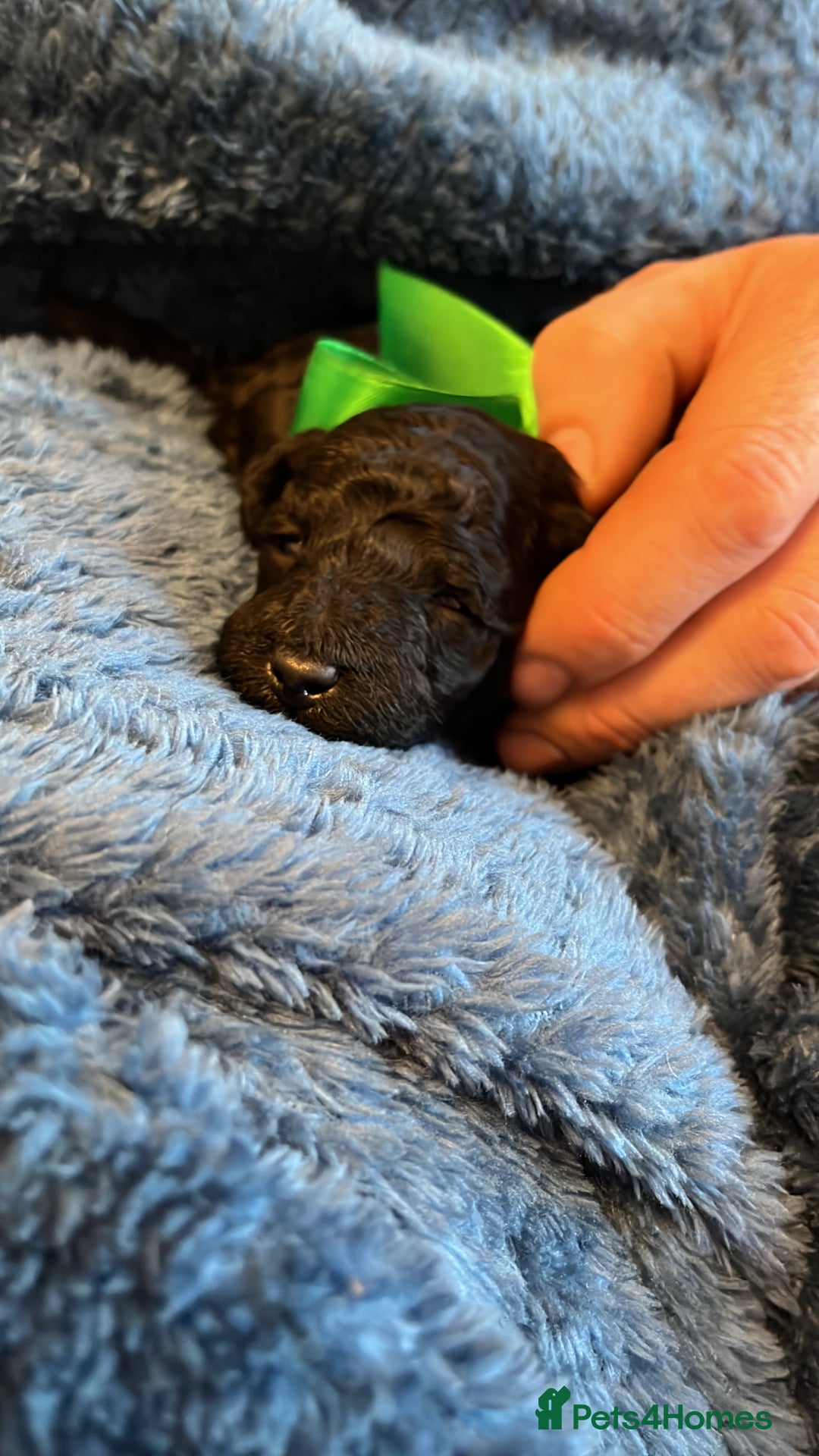 Miniature Poodle dogs for sale: Gorgeous miniature poodle pups - Image 12
