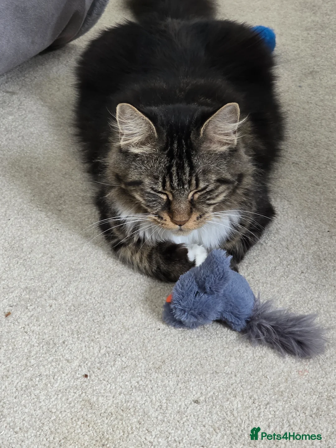 Maine Coon cats for sale: 💙 Stunning Blue Boy – Ready Now 💙  - Advert 2