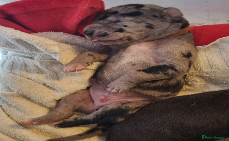 Great Dane dogs - Advert 1