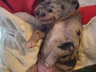 Great Dane dogs - Advert 2