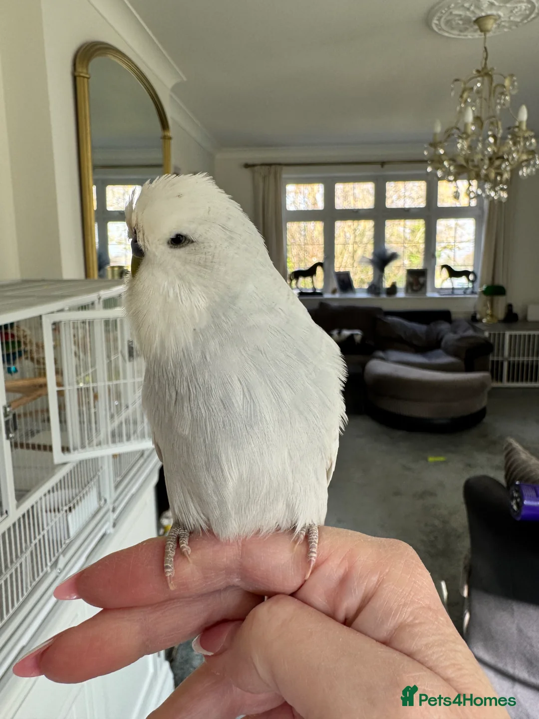 Budgerigars birds for sale: Super Tame Exhibition Budgie - Advert 10