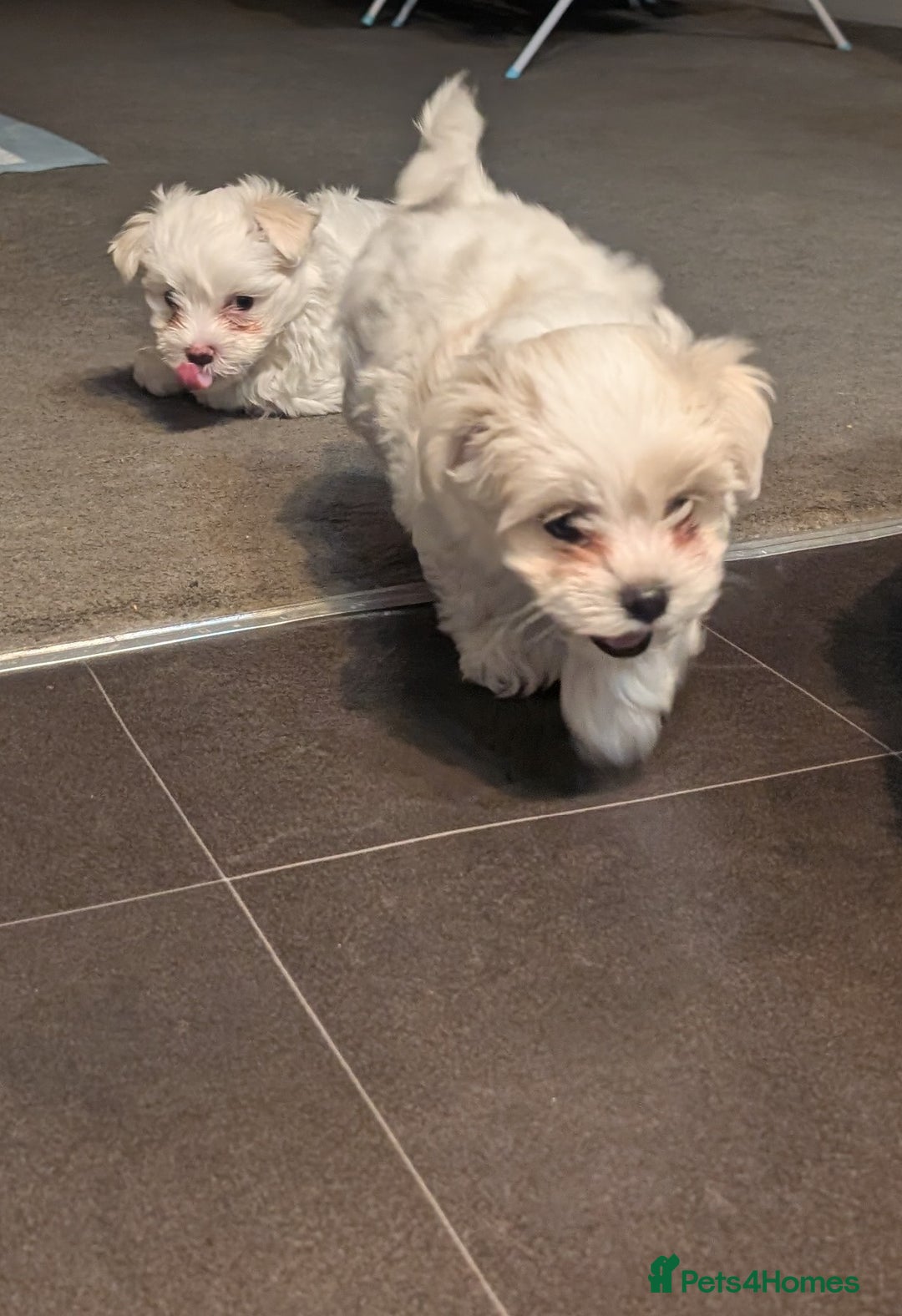 Maltese dogs for sale: Absolutely adorable Maltese girl  - Image 11