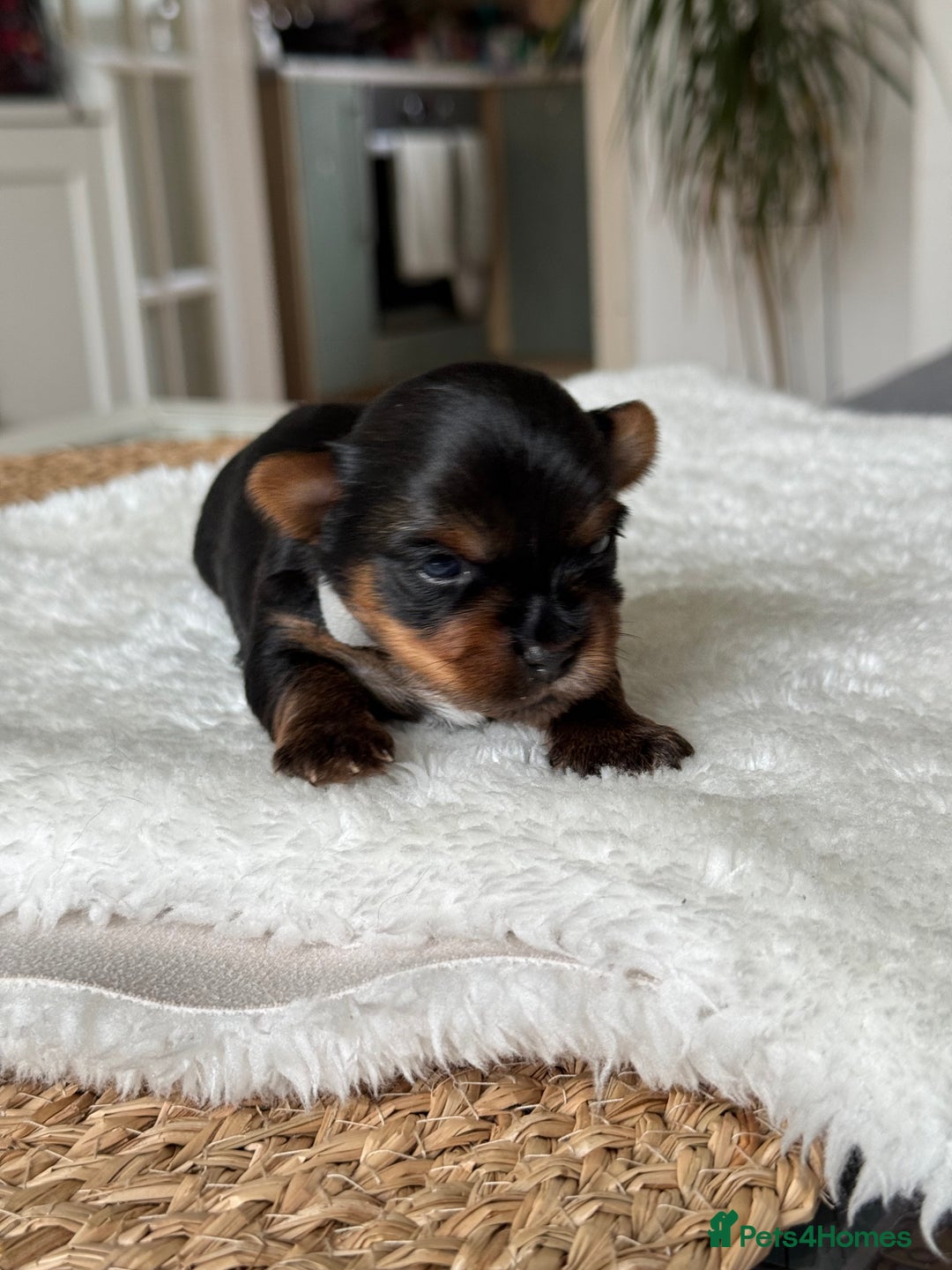 Yorkshire Terrier dogs for sale: ❤️Miniature yorkshire terrier puppies ☘️ - Image 5