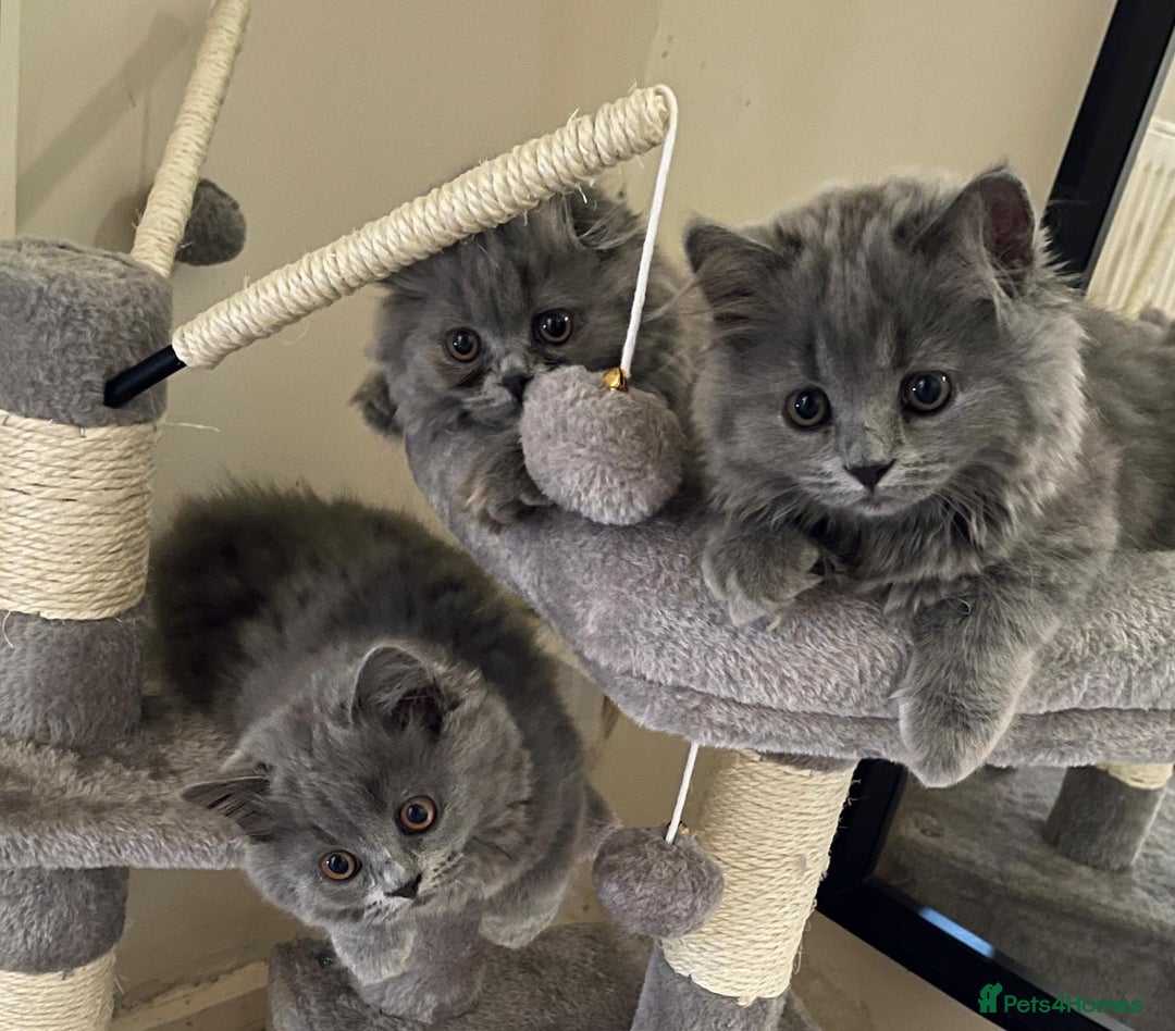 Scottish Fold cats for sale: Scottish fold Longhair - Image 3