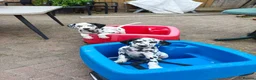 Dalmatian dogs for sale: 1 boy , 2 girls left  - Advert 3