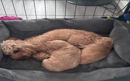 Toy Poodle dogs for sale: Beautiful Toy Poodle Puppy - Advert 3