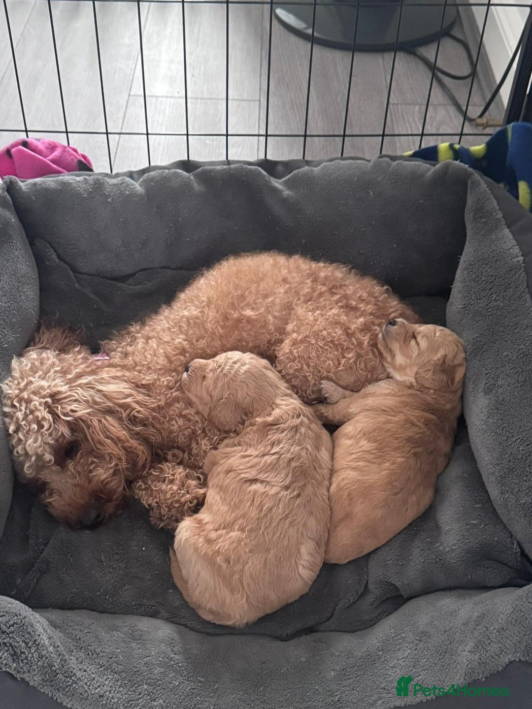 Toy Poodle dogs for sale: Beautiful Toy Poodle Puppy - Advert 3