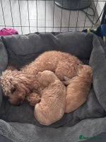 Toy Poodle dogs Beautiful Toy Poodle Puppy - Advert 10