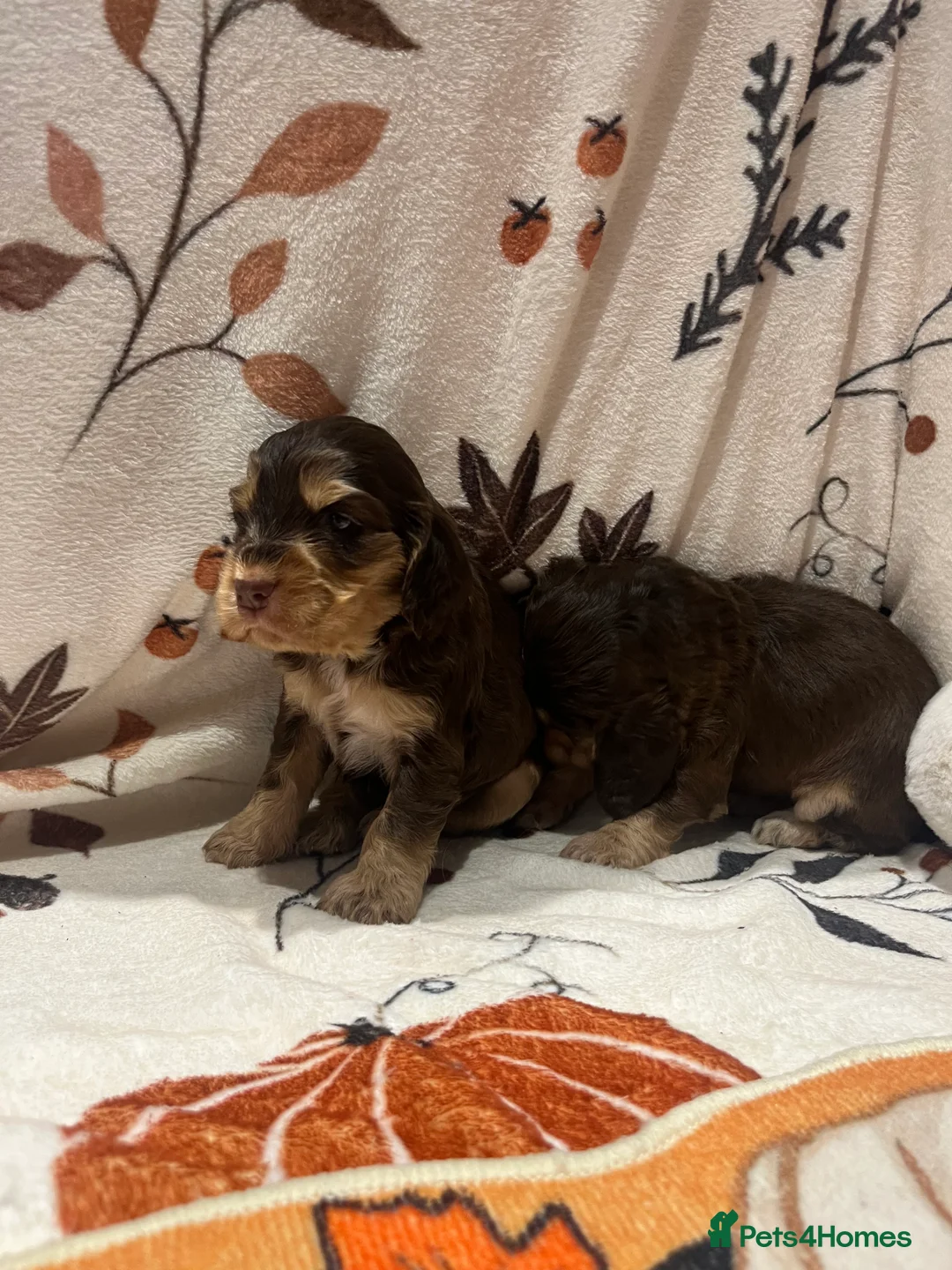 Cocker Spaniel dogs for sale: KC Show cocker spaniel puppies  - Advert 2
