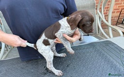 Mixed Breed dogs for sale: German shorthair pointer/wirehairpointer - Image 27