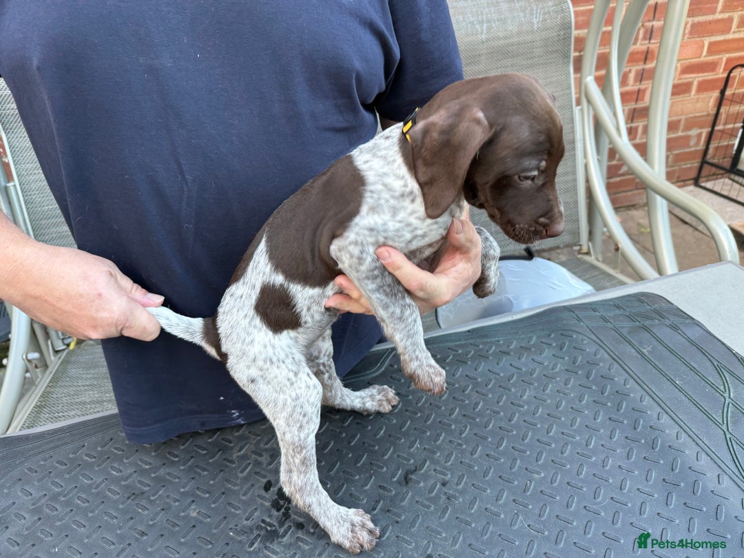 Mixed Breed dogs for sale: German shorthair pointer/wirehairpointer - Image 27