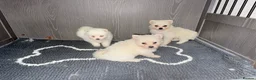 Japanese Spitz dogs for sale: Japanese Spitz  - Advert 5
