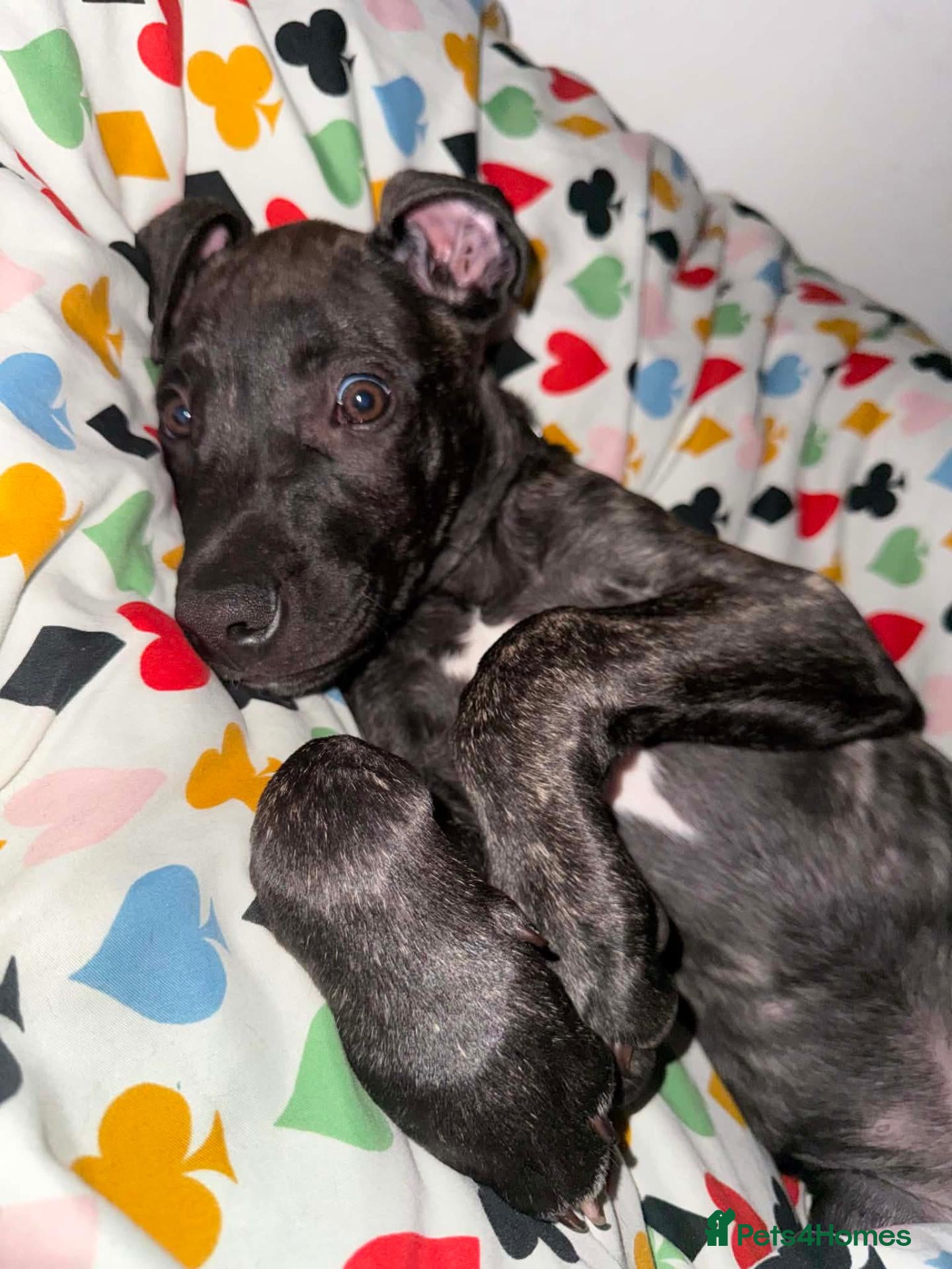 Mixed Breed dogs Louie  - Advert 1