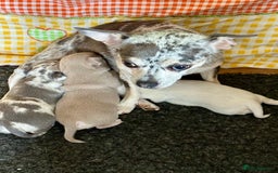 Chihuahua dogs for sale: Beautiful Chihuahua Babies - Image 2