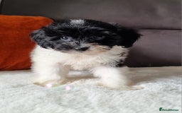 Cockapoo dogs for sale: Best Friend Sofa Companions 🥰 Fully vaccinated  - Image 23