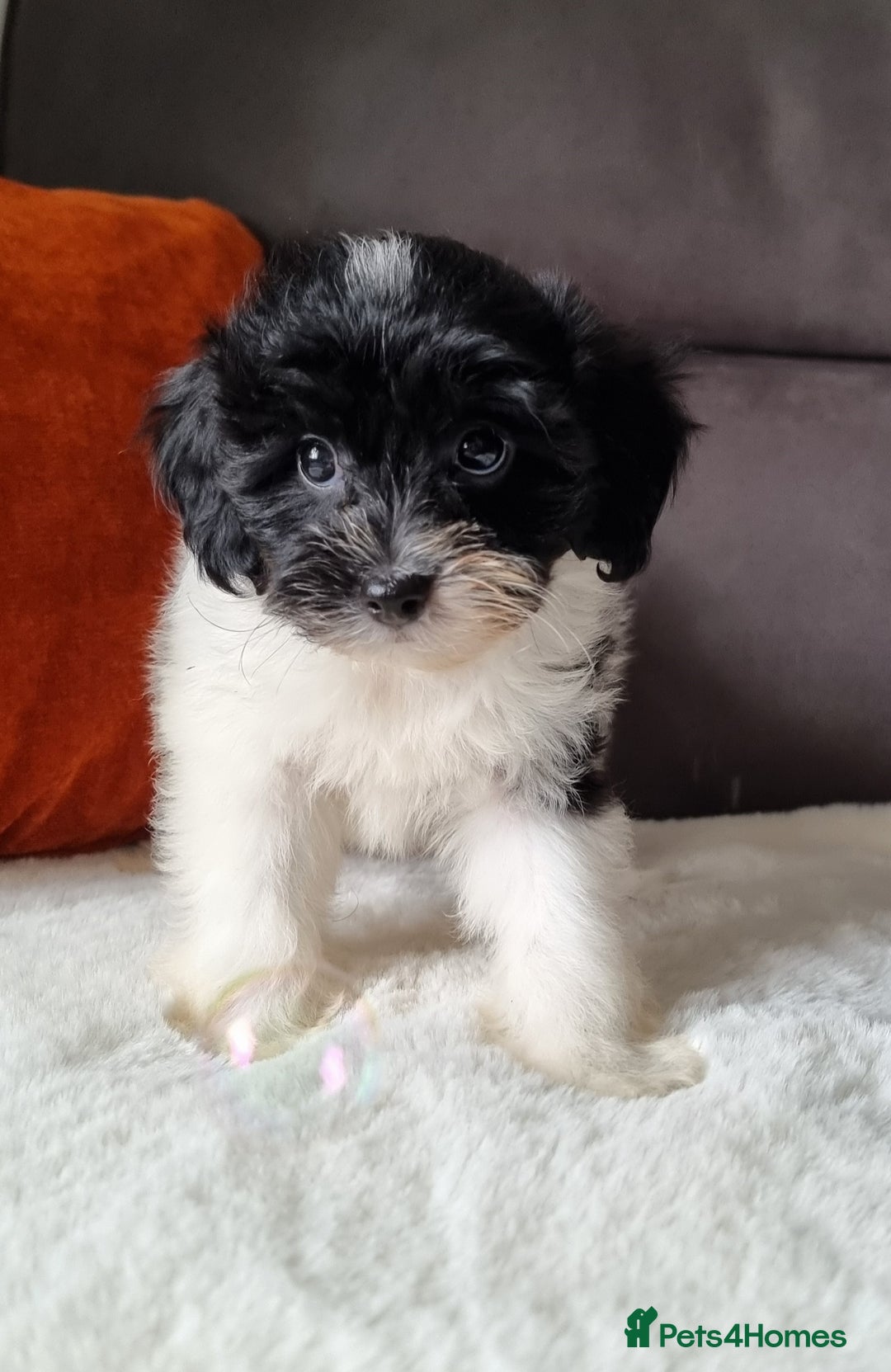 Cockapoo dogs for sale: Best Friend Sofa Companions 🥰 Fully vaccinated  - Image 23