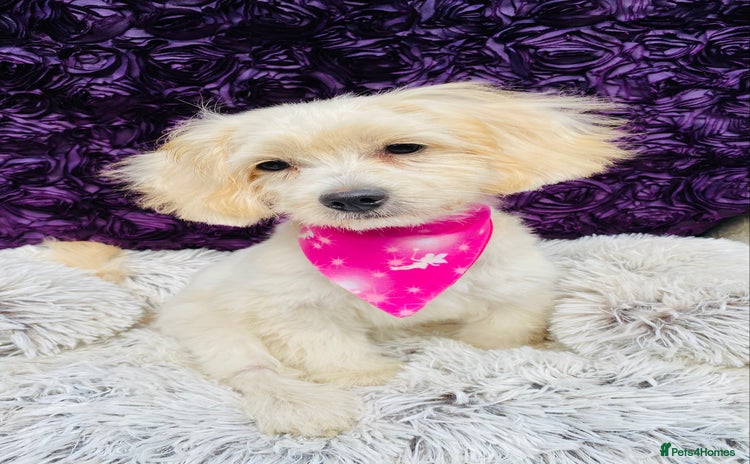 Cavapoo dogs - Advert 2