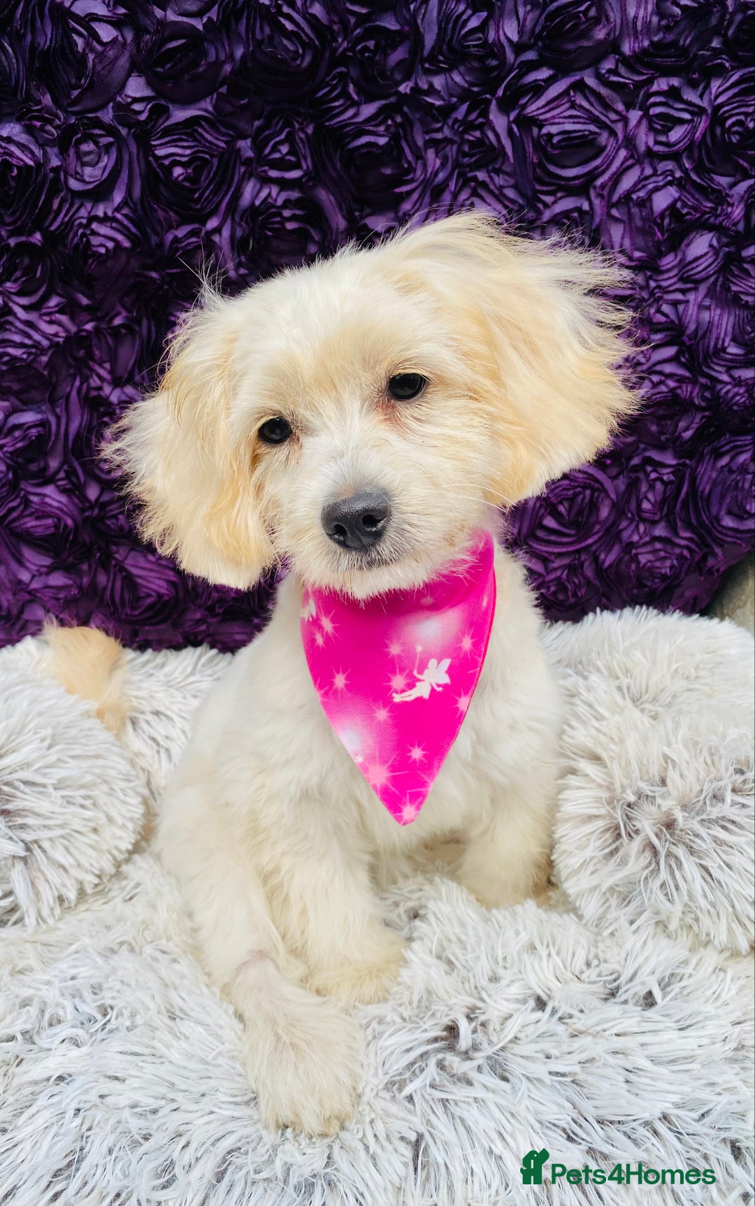 Cavapoo dogs for sale: GORGEOUS F1b TOY CAVAPOO-4 MONTHS OLD 🩷 - Image 1