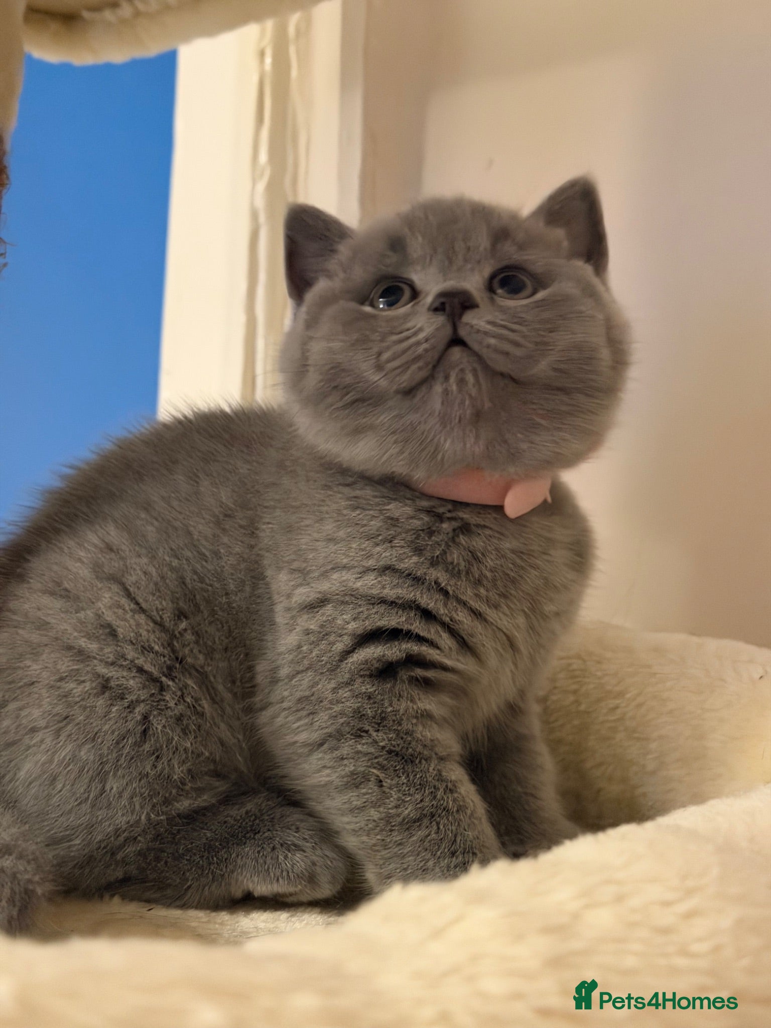 British Shorthair cats 4 British Shorthair kittens in London - Advert 6
