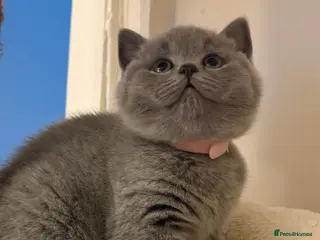 British Shorthair cats 4 British Shorthair kittens in London - Advert 6