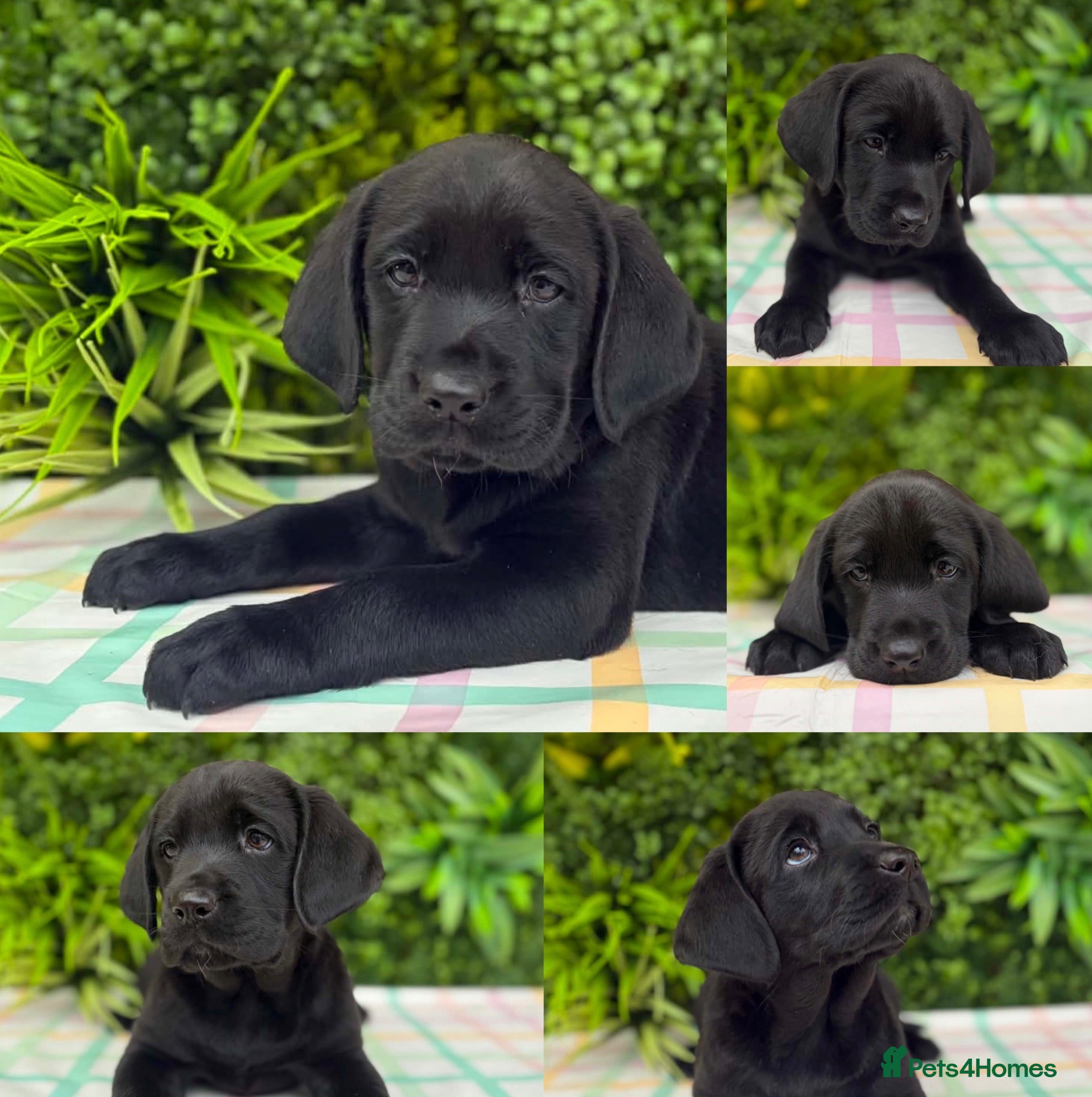 Labrador Retriever dogs BLACK LAB PUPS 270 CLEAR DNA - READY NOW  - Advert 1
