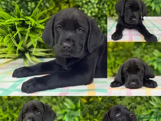 Labrador Retriever dogs for sale: BLACK LAB PUPS 270 CLEAR DNA - READY NOW - Advert 1