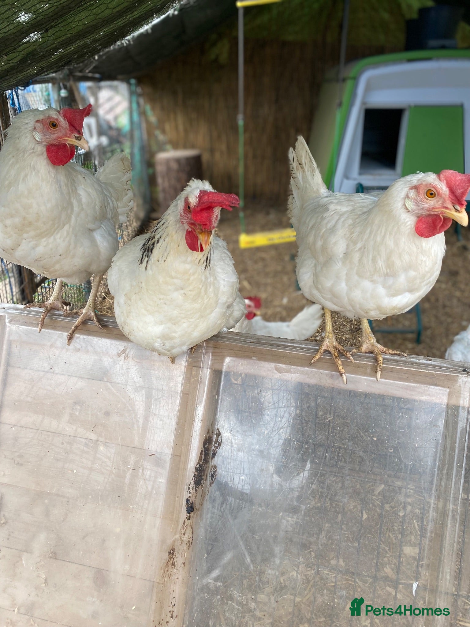 Chickens poultry Mixed lot of chickens.  - Advert 1