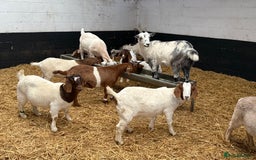 Goats livestock for sale: Boer and Boer X British Alpine Nannies  - Image 1