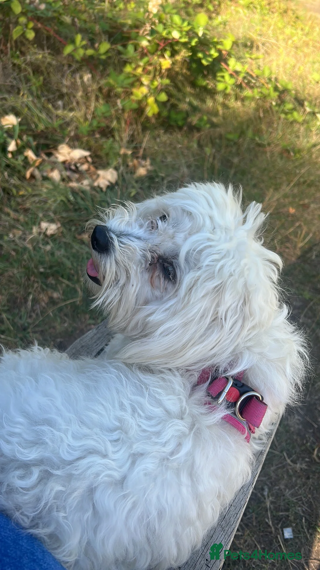 Mixed Breed dogs for sale: Maltease cross  - Advert 1