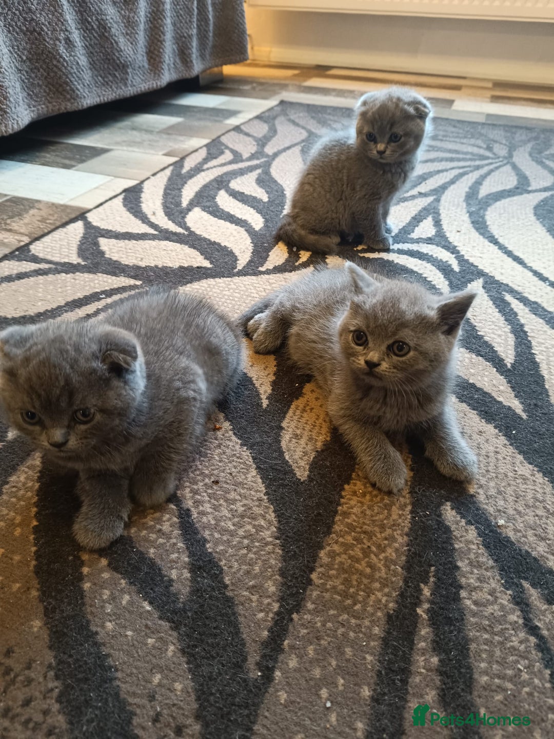 Scottish Fold cats for sale: Scottish Fold Kittens - Advert 3